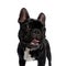 Playful French Bulldog puppy being happy and panting