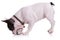 Playful french bulldog puppy dog chewing on a toy