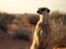 The Playful Frolic of the Meerkat in Desert