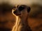The Playful Frolic of the Meerkat in Desert