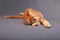 Playful fun red solid maine coon kitten lying with relaxing look