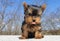 Playful funny baby Yorkshire terrier puppy outside with tongue sticking out
