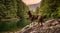 Playful and Funny Boxer Dog standing by the river