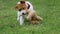 Playful funny pet dog puppy playing, pulling, biting his toy, slow motion