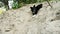 Playful funny puppy slides down on stomach from a sand hill, dog plays in the sand on the beach