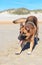 Playful German Shepherd Dog on NC Beach