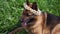 Playful German Shepherd dog in a wreath of daisies lies on the green summer grass