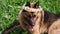 Playful German Shepherd dog in a wreath of daisies lies on the green summer grass