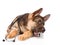 Playful German Shepherd puppy with a stethoscope on his neck. is