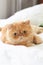 Playful ginger exotic persian cat