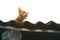 Playful ginger kitten hunts on the roof of the house