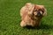 Playful Ginger Pekingese Dog Outside Playing in Grass