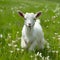 Playful goat kid enjoys springtime field filled with flowers