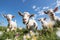 Playful Goats Grazing on Vibrant Pasture