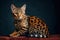 Playful Gold Bengal Cat Lying and Looking Curious in Camera. Ai generated