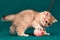 Playful golden british kitten playing with toy