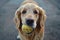 Playful Golden Retriever Holding Tennis Ball in Mouth