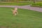 Playful golden retriever puppy running in the park