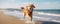 Playful Golden Retriever Running On Sandy Beach