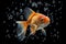 Playful goldfish blows tiny bubbles in the water