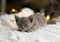 Playful gray burmese kitten is sitting on a white sweater at home