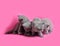 The playful gray kittens on the pink background
