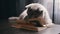 Playful Gray Scottish Cat Plays on Table with a Pen on Open Book in a Dark Room