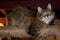 Playful gray shaggy cat at home closeup