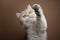 playful green eyed fluffy british shorthair cat raising paw