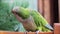 Playful green parrot monk looks around and behaves curiously.