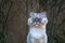 Playful grey groomed persian chinchilla purebred cat with green eyes sitting outside in the evening.