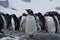 A playful group of penguins waddling and sliding on a snowy hillside.