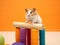 Playful Hamster Wonderland: A Colorful Indoor Oasis