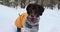 A playful happy dog in a snowy winter forest.