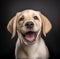 Playful Happy Labrador Retriever Dog Closeup