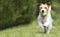 Playful happy pet dog running in the grass and bringing back a tennis ball