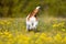 Playful happy pet dog running, walking in the yellow flowers