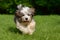 Playful havanese puppy run in the grass