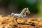 Playful horse charms with its comedic and funny demeanor