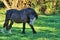 Playful horse enjoying Autumn sunshine in an English field