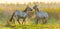 Playful horses in a field in wetland in bright sunlight at sunrise in autumn