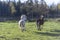 Playful horses galloping freely on a field