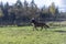 Playful horses galloping freely on a field