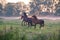 Playful horses on pasture at sunrise