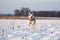 playful husky running and jumping on snow-covered field