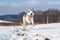 playful husky running and jumping on snow-covered field