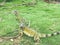 Playful Iguanas at Seminario Park, Guayaquil Ecuador