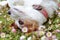 PLAYFUL JACK RUSSELL DOG WALLOW ON DAISY FIELD ON SPRING SEASON