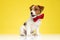 Playful Jack Russell Terrier wearing bowtie and panting