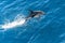 Playful, jumping black dolphin (Lagernohynchus obscurus) in the open sea